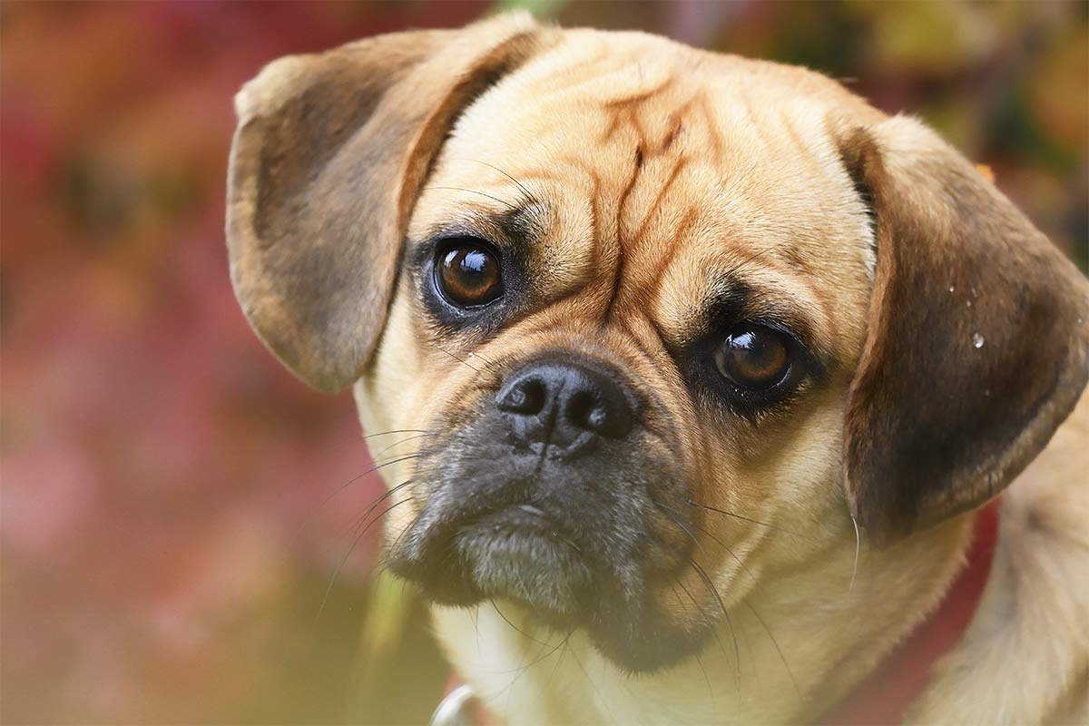 Pug portrait